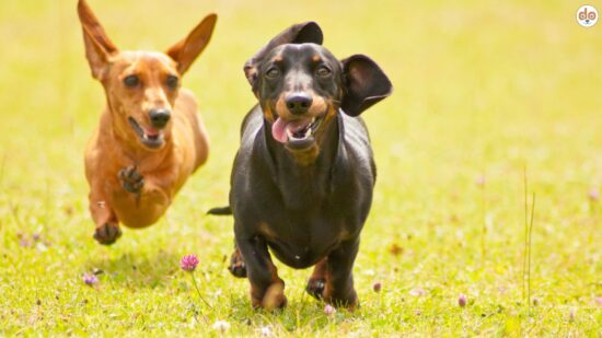 Häufigste Fragen zum Thema, wenn Hund zu früh kastriert wird. Zwei Dackel rennen mit wehenden Ohren über eine Wiese