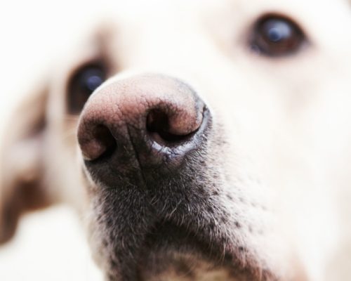 Fellnase bzw Hundeschnauze im Fokus