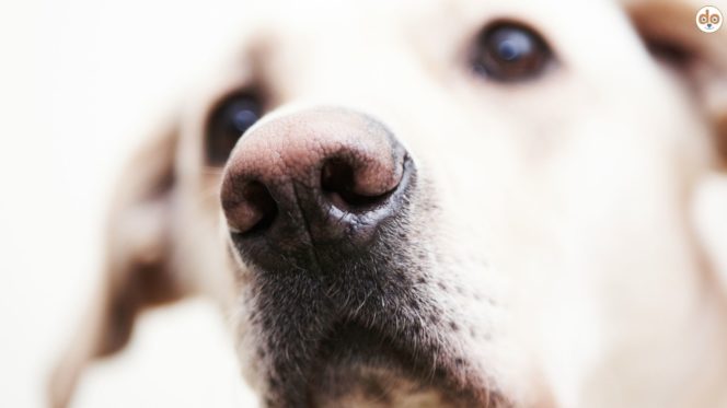 Fellnase bzw Hundeschnauze im Fokus