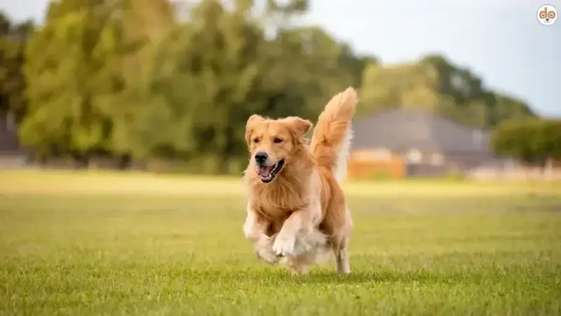Dog Lure Coursing