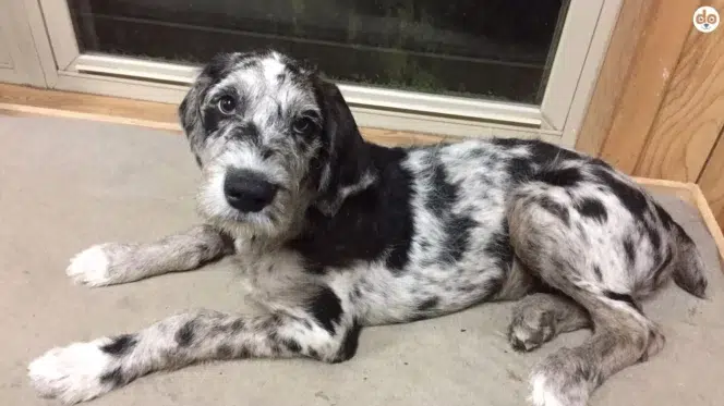 Hunderasse Great Danoodle, Kreuzung aus Deutsche Dogge und Pudel