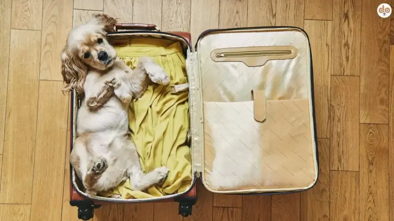 Hundekoffer packen: Mit diesem Gepäck wird der Urlaub zum Vergnügen