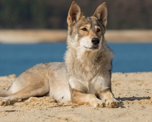 Tamaskan Hunderasse liegt auf sandigem Boden
