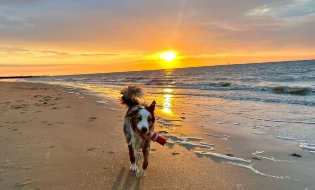 Mailo am Strand in Breskens Holland