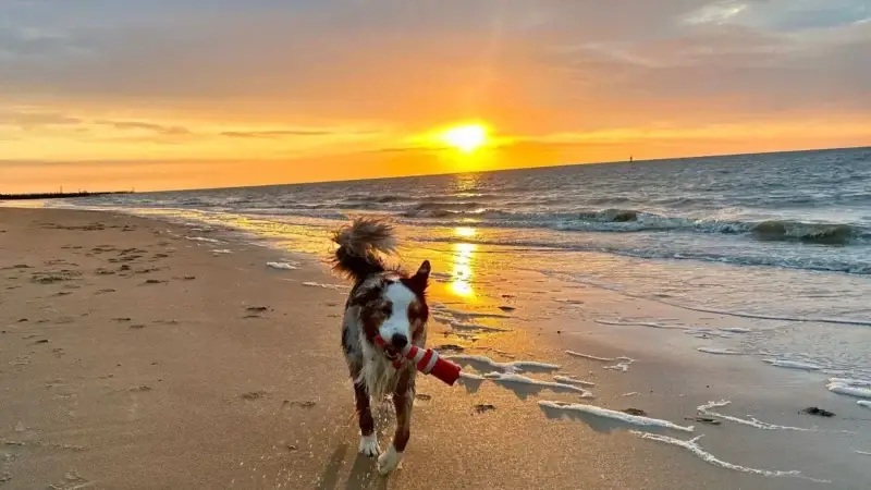 Erlebe den perfekten Urlaub mit Deinem Hund in Breskens, Holland