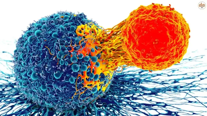 Immunsystem