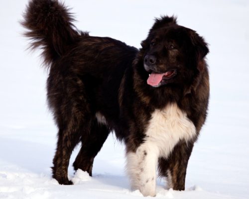 Bulgarische Hunderasse Karakachan im Schnee