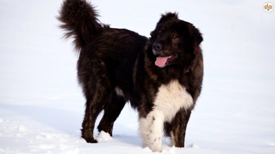 Bulgarische Hunderasse Karakachan im Schnee