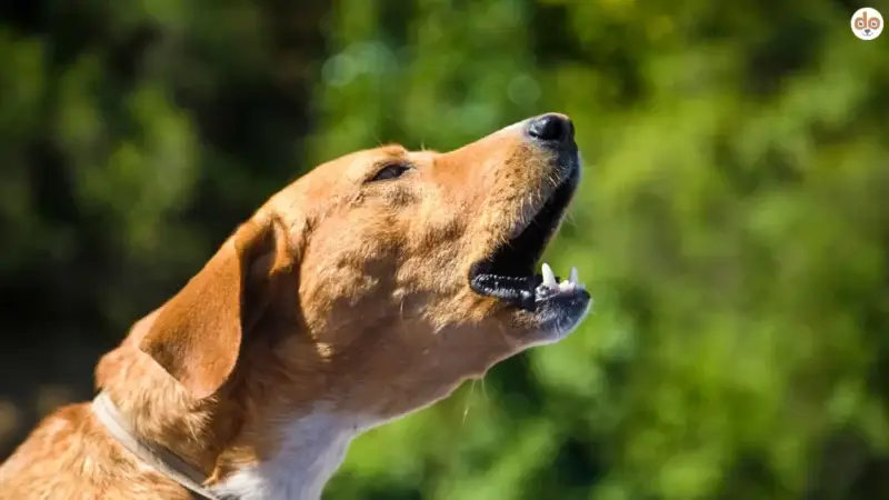 Heulen Hunde wie Wölfe?
