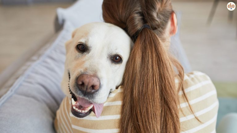 Helikopter-Hundehalter, Überfürsorge, Frau umarmt ihren Labrador