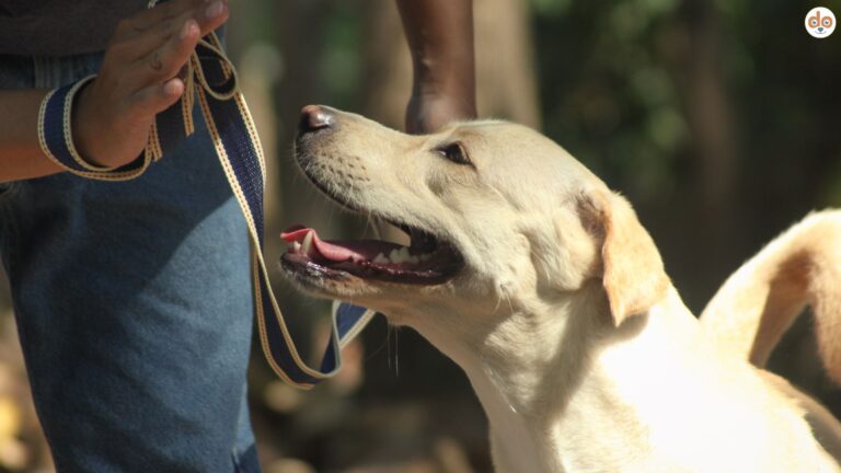 10 Erziehungsfehler in der Hundeerziehung, Labrador Retriever schaut auf Handsignal von Halterin