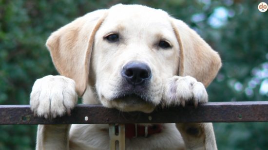 Weisser Labrador steht auf Hinterpfoten am Zaun und will Aufmerksamkeit