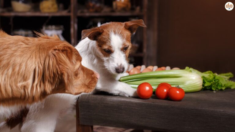 Nährstoffe Ratgeber, wo ist was drin?