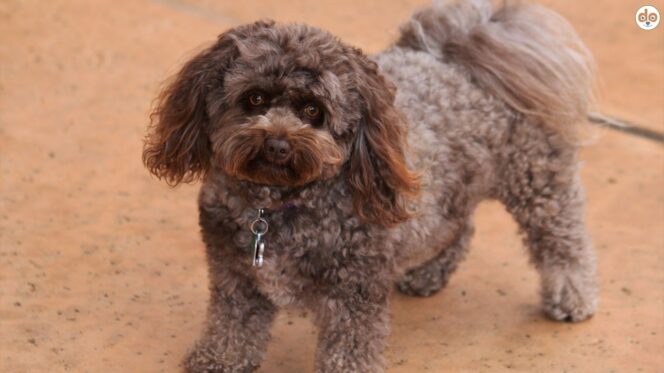 Hunderasse Pomapoo, Kreuzung aus Pudel und Pomeranian/Zwergspitz, Hybridhund, Designerhund