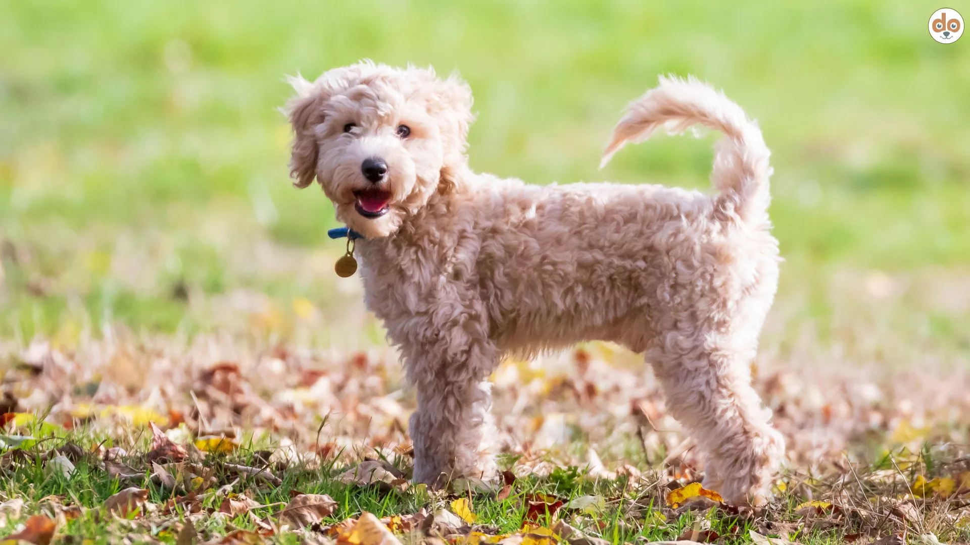 Hunderasse Poochon, Kreuzung aus Pudel und Bichon Frisé