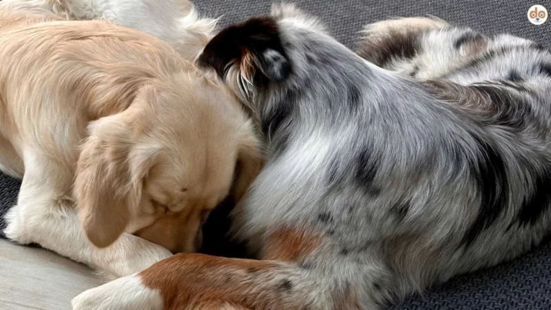 Bürohundtag: Warum ein Hund im Büro das Beste ist, was deinem Unternehmen passieren kann!