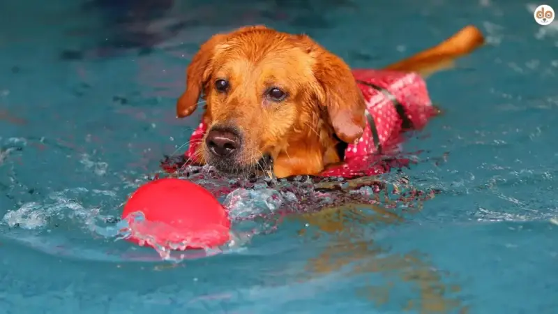 Mit diesen 6 Wasserspielzeugen wird jeder Badeausflug mit Hund zum Hit!