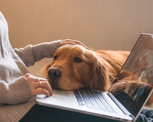 Beruf und Hundehaltung im Einklang mit Work-Dog-Balance