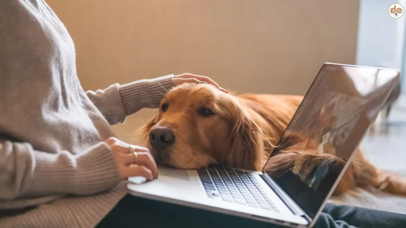 Finde deine Work-Dog-Balance: Erfolg im Job und Glück mit Hund