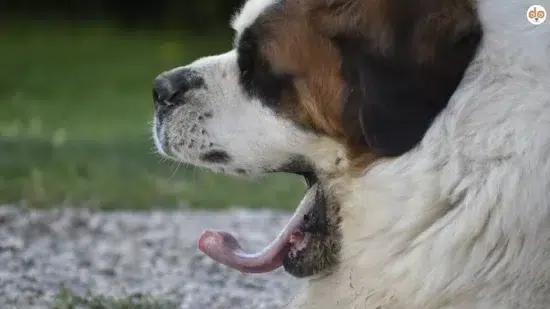 Gähnen eines Bernhardiners
