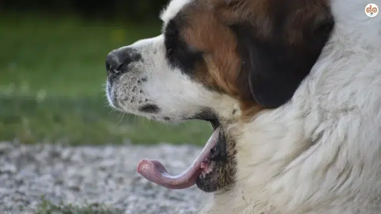 Gähnen eines Bernhardiners