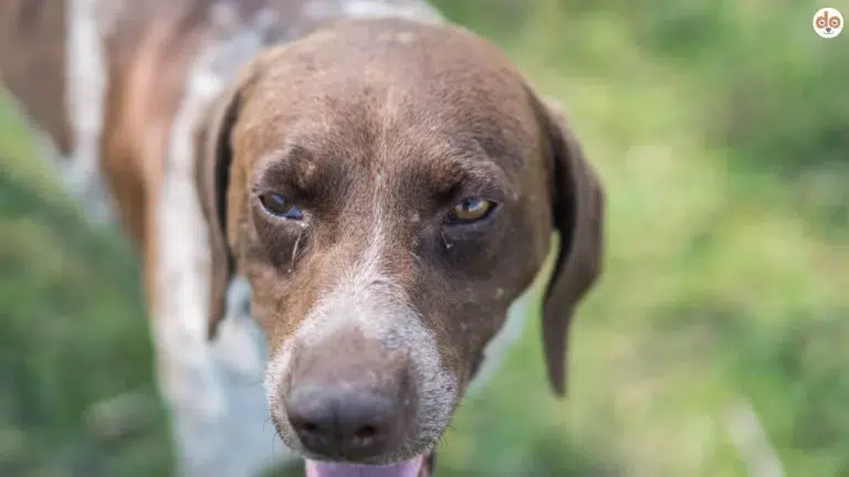 Bindehautentzündung bei einem Hund