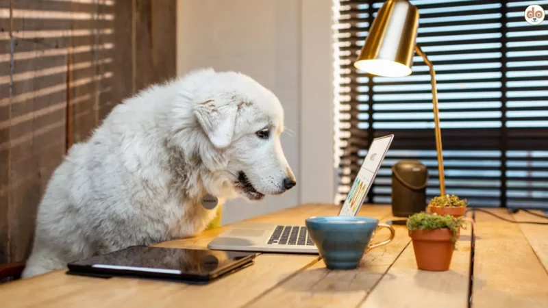 Hundetraining online, wie sinnvoll ist digitale Erziehung?