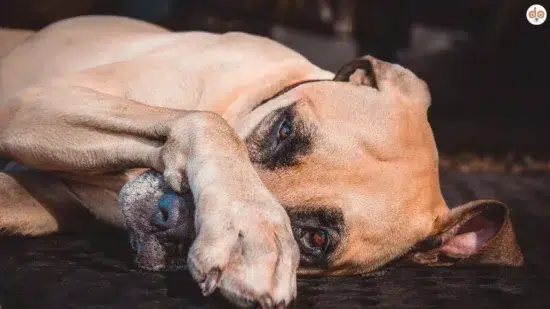 Bull Mastiff liegt auf dem Boden und hält Pfote vors Gesicht, 15 Hundeticks, lustig oder ernst