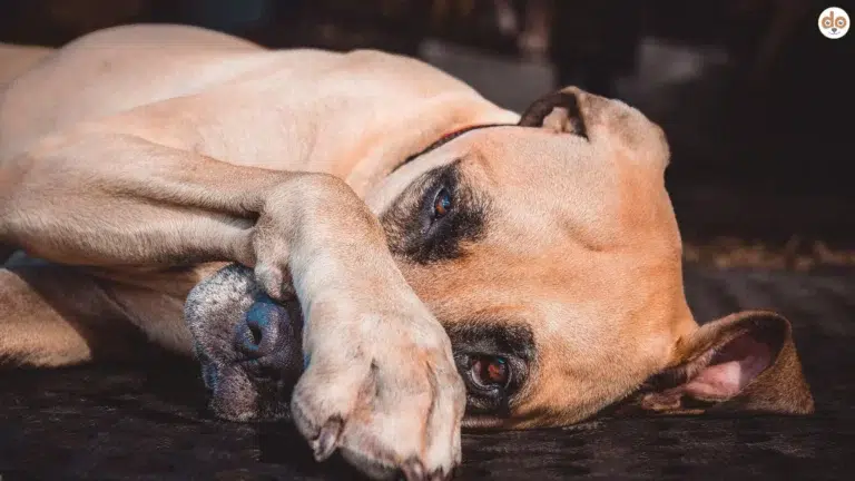 Bull Mastiff liegt auf dem Boden und hält Pfote vors Gesicht, 15 Hundeticks, lustig oder ernst
