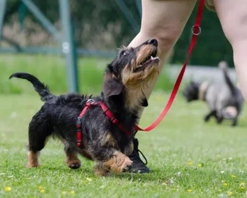 Dackel im Training bei Fuss