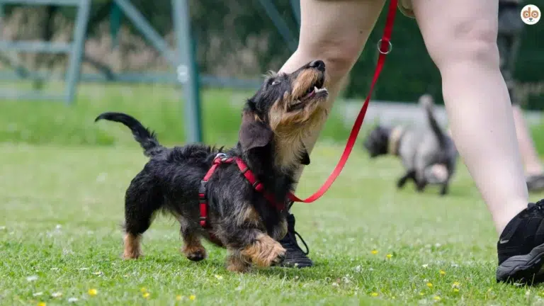 Dackel im Training bei Fuss