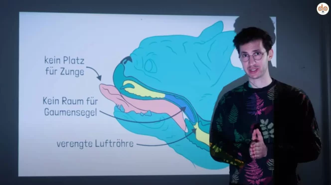 Der Tierarzt - Dr. Karim Montasser erklärt zu kleiner Schädel