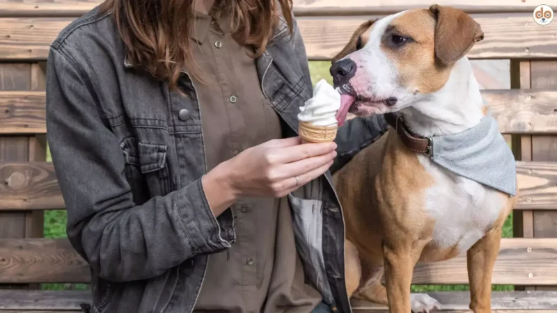 Dürfen Hunde Eiscreme essen? Inklusive 5 toller Rezeptideen