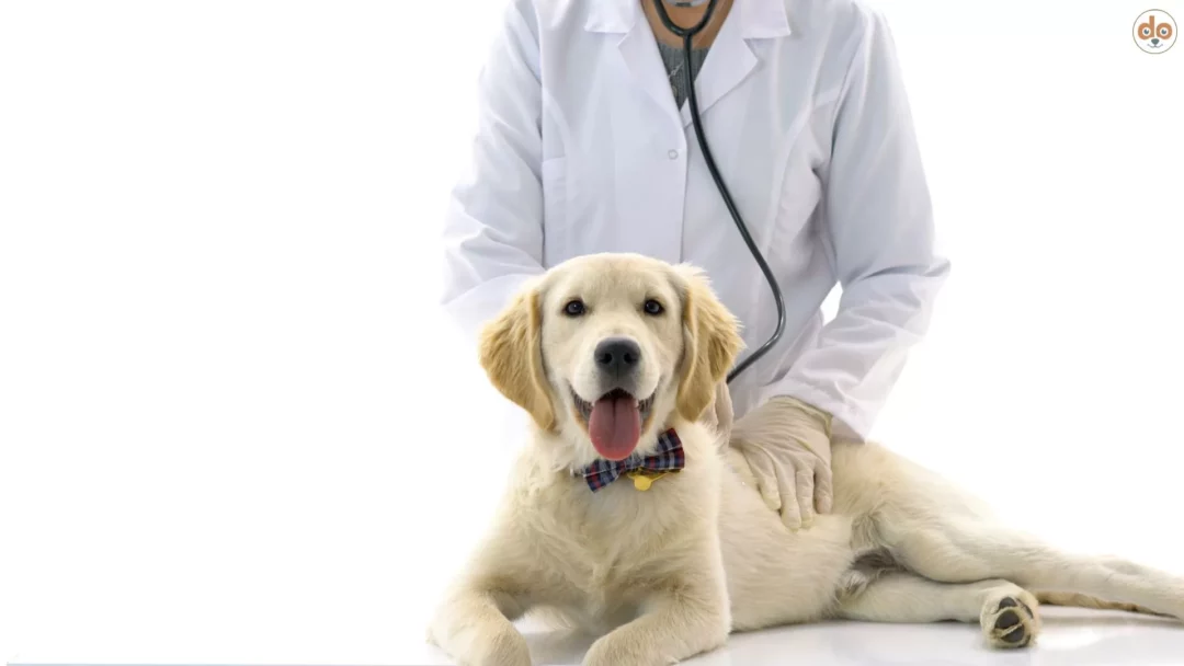 Hund entspannt beim Tierarztbesuch