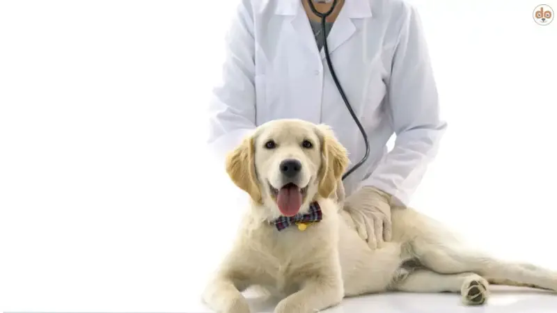 Tierarztbesuch: Mit diesen 5 Tipps legt dein Hund seine Angst ab