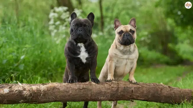 Kurzköpfige Hunderassen, zwei Französische Bulldoggen auf Baumstamm im Wald