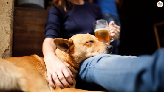 Frau hält Bierglas in der Hand, Hund schläft auf ihrem Schoss, warum Hunde kein Bier trinken sollten