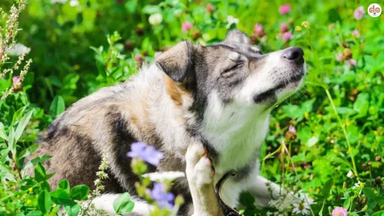 Hautirritationen bei Hunden, Hund sitzt in Blumenwiese und kratzt sich