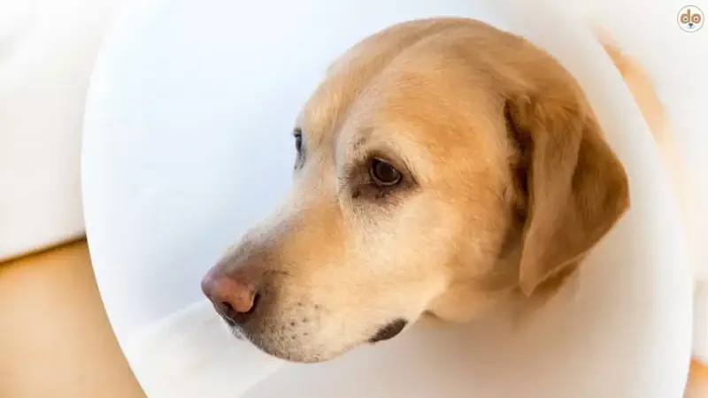 Schutzkragen für Hunde: Tipps für die Wahl und Verwendung nach einer OP