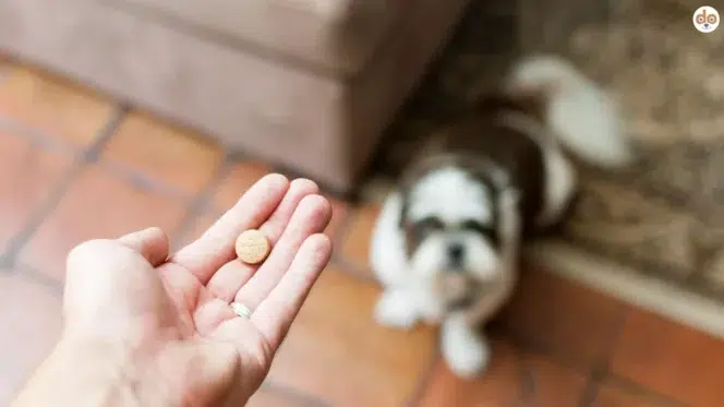 Medikamente für Hunde, Hand hält eine Tablette, im Hintergrund sitzt ein Hund auf dem Teppich