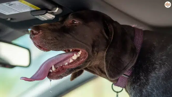 Hund im Sommer im Auto, einfach zu heiss