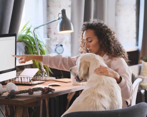 Online-Marketing Hunde schaut auf Monitor