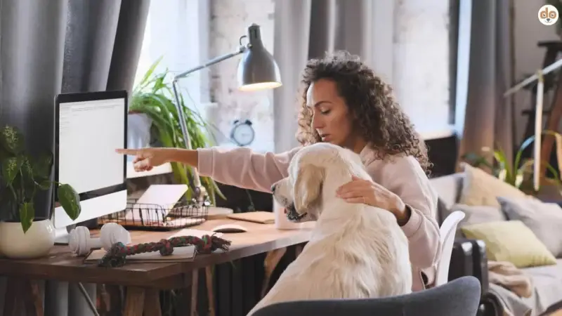 Online-Marketing für Dienstleister rund um den Hund