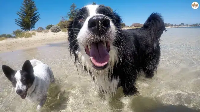 Hunde im Meer