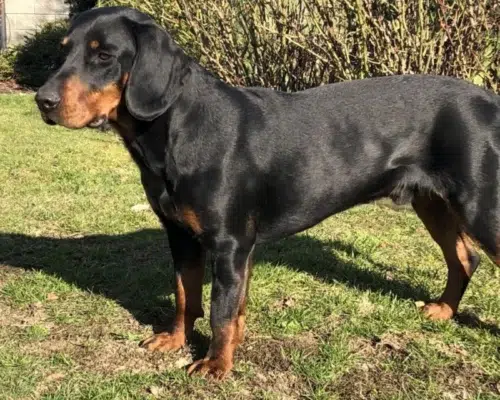 Hunderasse Slovensky Kopov, Slowakische Schwarzwildbracke