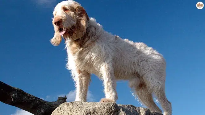 Hunderasse Spinone Italiano, Italienischer Griffon