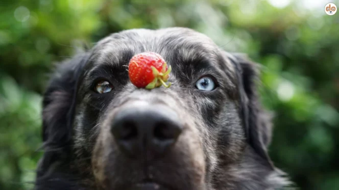 Obst für Hunde, Hund balanciert Erdbeere auf seiner Nase