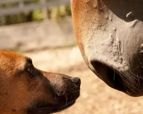 Hund und Pferd begegnen einander