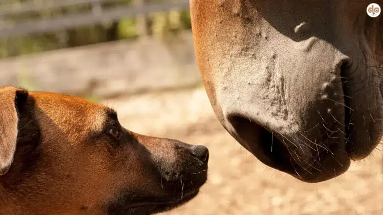 Hund und Pferd begegnen einander