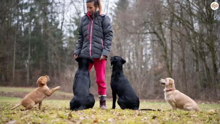 Grenzen setzen, Hundetrainerin mit Gruppe im Wald beim Trainieren
